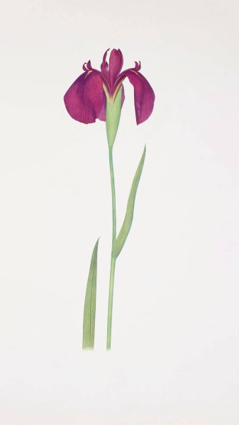 Iris Kaempferi  by William Rickatson Dykes - Hand-Painted Oil Painting Reproduction