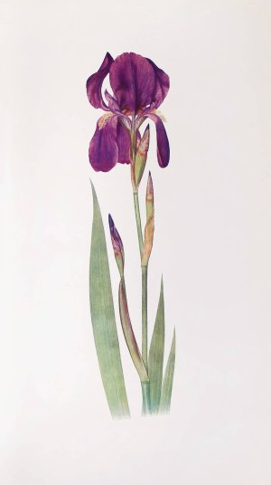 Iris Kochii by William Rickatson Dykes Oil Painting