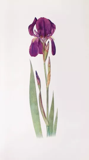 Iris Kochii by William Rickatson Dykes Oil Painting