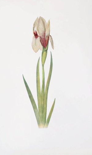 Iris Korolkowi by William Rickatson Dykes Oil Painting