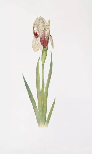 Iris Korolkowi by William Rickatson Dykes Oil Painting