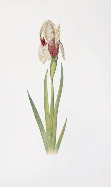 Iris Korolkowi  by William Rickatson Dykes - Hand-Painted Oil Painting Reproduction