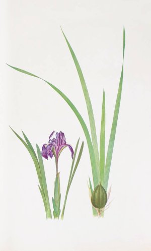 Iris kumaonensis by William Rickatson Dykes Oil Painting