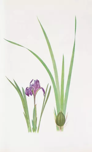 Iris kumaonensis Oil painting by William Rickatson Dykes