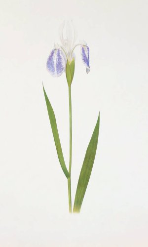 Iris laevigata var. albopurpurea by William Rickatson Dykes Oil Painting