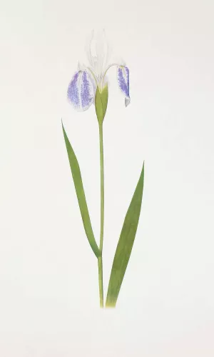 Iris laevigata var. albopurpurea Oil painting by William Rickatson Dykes