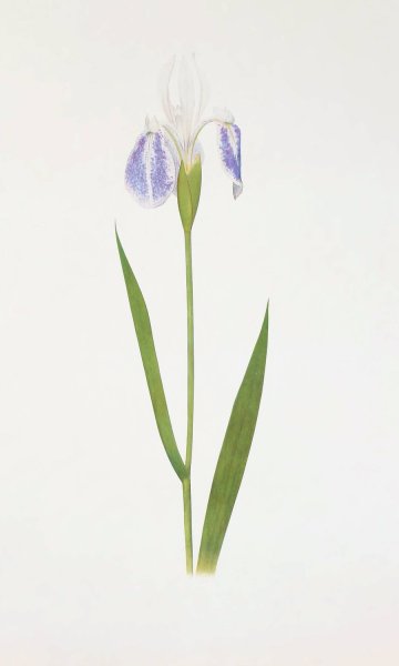 Iris laevigata var. albopurpurea  by William Rickatson Dykes - Hand-Painted Oil Painting Reproduction