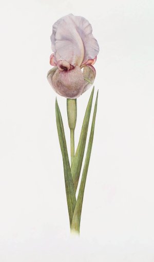 Iris Lortetii by William Rickatson Dykes Oil Painting