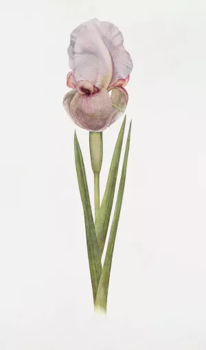 Iris Lortetii Oil painting by William Rickatson Dykes