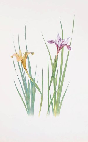 Iris macrosiphon by William Rickatson Dykes Oil Painting