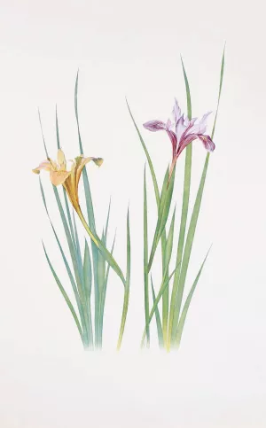 Iris macrosiphon by William Rickatson Dykes Oil Painting