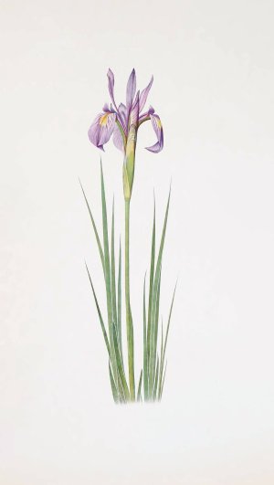 Iris montana by William Rickatson Dykes Oil Painting