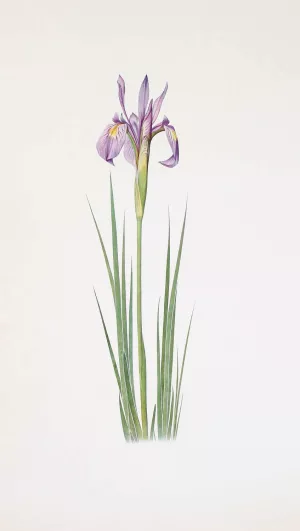 Iris montana by William Rickatson Dykes Oil Painting