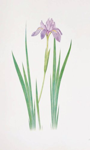 Iris nepalensis by William Rickatson Dykes Oil Painting