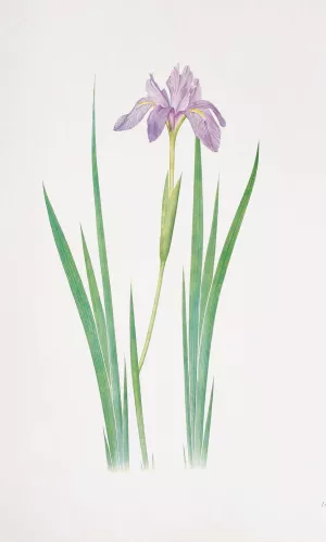 Iris nepalensis by William Rickatson Dykes Oil Painting