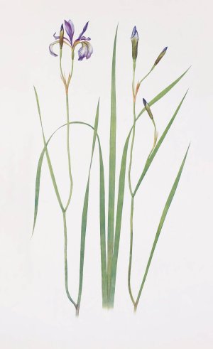 Iris prismatica by William Rickatson Dykes Oil Painting