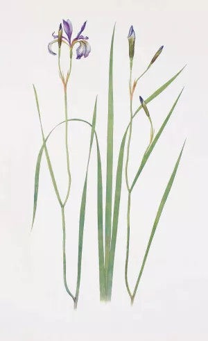 Iris prismatica by William Rickatson Dykes Oil Painting