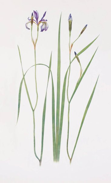 Iris prismatica  by William Rickatson Dykes - Hand-Painted Oil Painting Reproduction