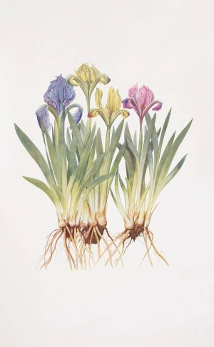 Iris pumila by William Rickatson Dykes Oil Painting