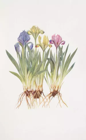 Iris pumila Oil painting by William Rickatson Dykes