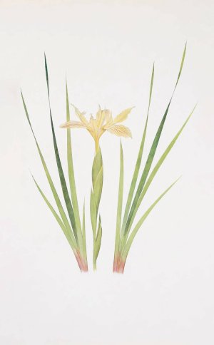 Iris Purdyi by William Rickatson Dykes Oil Painting