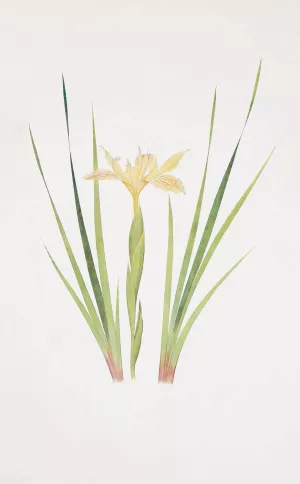 Iris Purdyi by William Rickatson Dykes Oil Painting