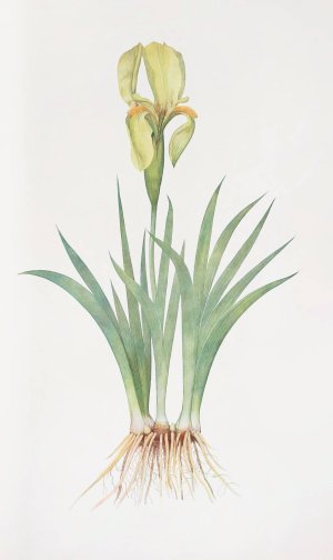 Iris Reichenbachii by William Rickatson Dykes Oil Painting