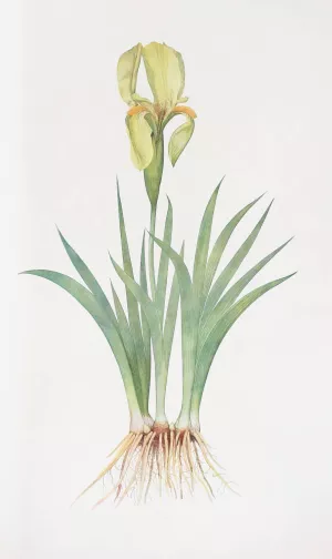 Iris Reichenbachii by William Rickatson Dykes Oil Painting