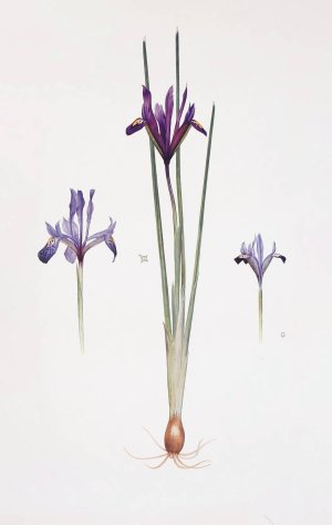 Iris reticulata, Iris histrio var. orthopetala and Iris Bakeriana by William Rickatson Dykes Oil Painting