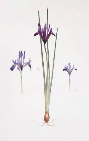 Iris reticulata, Iris histrio var. orthopetala and Iris Bakeriana by William Rickatson Dykes Oil Painting