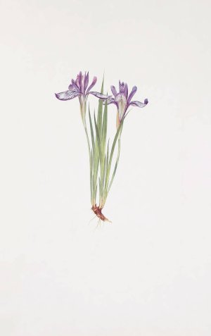 Iris ruthenica by William Rickatson Dykes Oil Painting