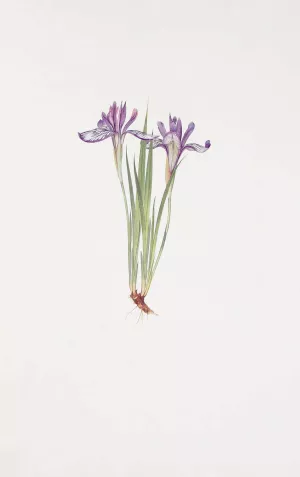 Iris ruthenica by William Rickatson Dykes Oil Painting