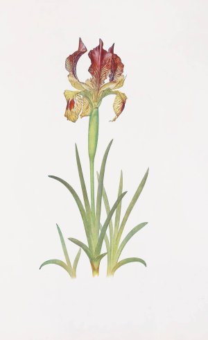Iris Sari by William Rickatson Dykes Oil Painting