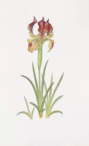 Iris Sari by William Rickatson Dykes Oil Painting