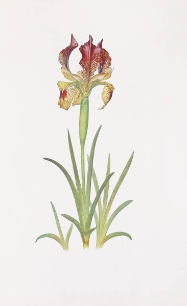 Iris Sari  by William Rickatson Dykes - Hand-Painted Oil Painting Reproduction