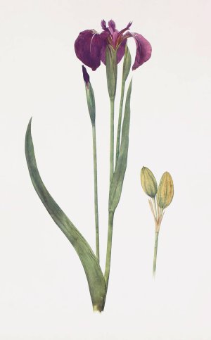 Iris setosa by William Rickatson Dykes Oil Painting