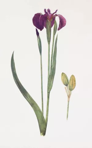 Iris setosa by William Rickatson Dykes Oil Painting