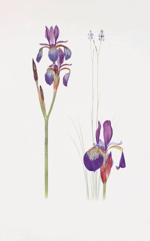 Iris sibirica and Iris orientalis by William Rickatson Dykes Oil Painting