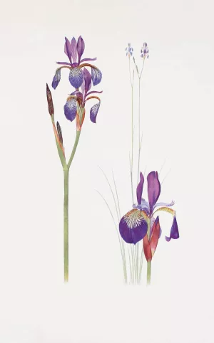 Iris sibirica and Iris orientalis by William Rickatson Dykes Oil Painting