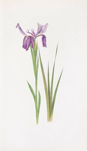 Iris sikkimensis by William Rickatson Dykes Oil Painting