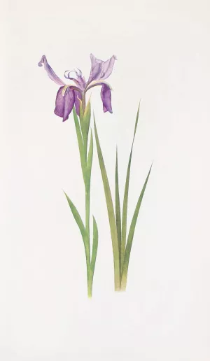 Iris sikkimensis by William Rickatson Dykes Oil Painting