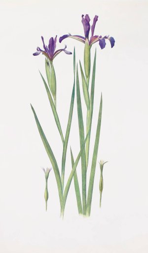 Iris Sintenisii and Iris spuria by William Rickatson Dykes Oil Painting