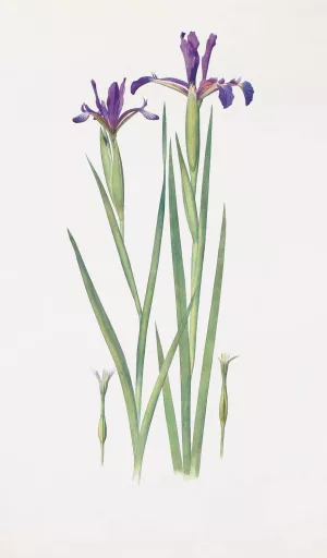 Iris Sintenisii and Iris spuria Oil painting by William Rickatson Dykes