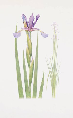 Iris spuria by William Rickatson Dykes Oil Painting