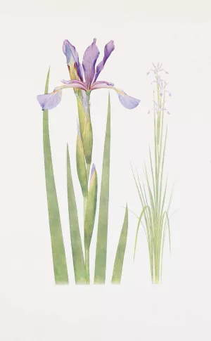 Iris spuria by William Rickatson Dykes Oil Painting