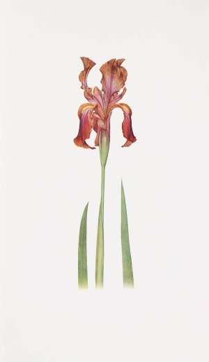 Iris stolonifera by William Rickatson Dykes Oil Painting