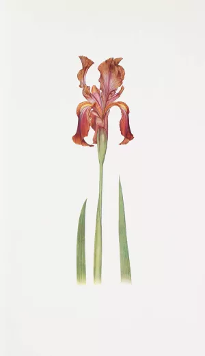 Iris stolonifera by William Rickatson Dykes Oil Painting