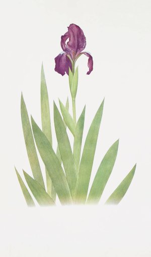 Iris subbiflora by William Rickatson Dykes Oil Painting