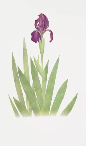 Iris subbiflora by William Rickatson Dykes Oil Painting