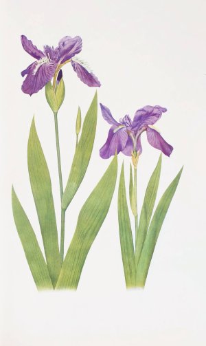 Iris tectorum and Iris Loptec by William Rickatson Dykes Oil Painting